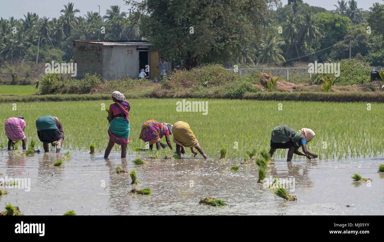 Villuppuram, Indien - 18. März 2018: Arbeiterinnen, die Backbreaking Aufgabe der Aussaat junge Reispflanzen in einem Reisfeld in Tamil Nadu Stockfoto