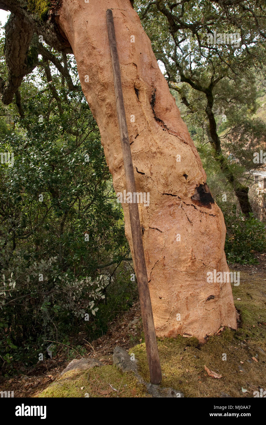 Salamanca Kastilien León, Spanien, 9-9 2008, im Naturpark von Las Batuecas-Sierra de Francia, die Gewinnung von Kork aus der Alcornoque nimmt Plac Stockfoto