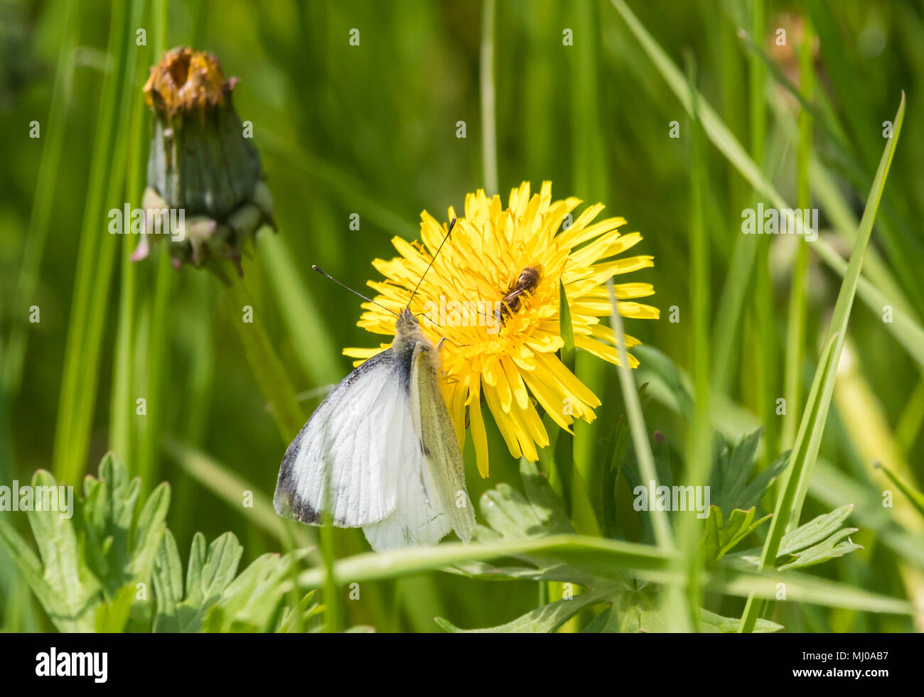 Green-Veined weiße Falter (Pieris napi) auf einen gemeinsamen Löwenzahn (Taraxacum officinale) Blüte im späten Frühjahr in West Sussex, England, UK. Stockfoto