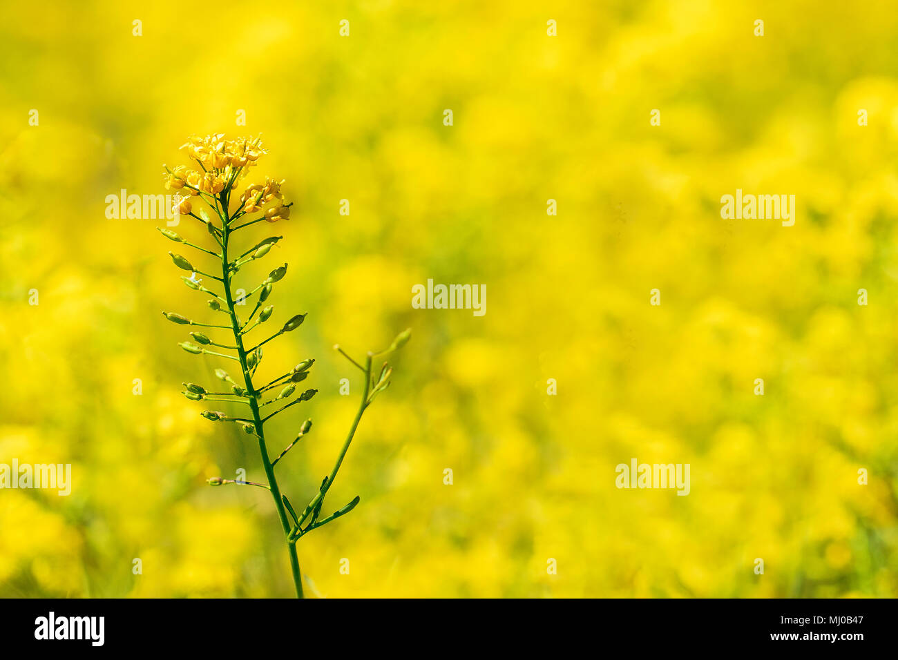 Fokus auf einem einzelnen Raps Blüte in einem Feld voller die Gelbe Feder crop. Horizontale Stockfoto