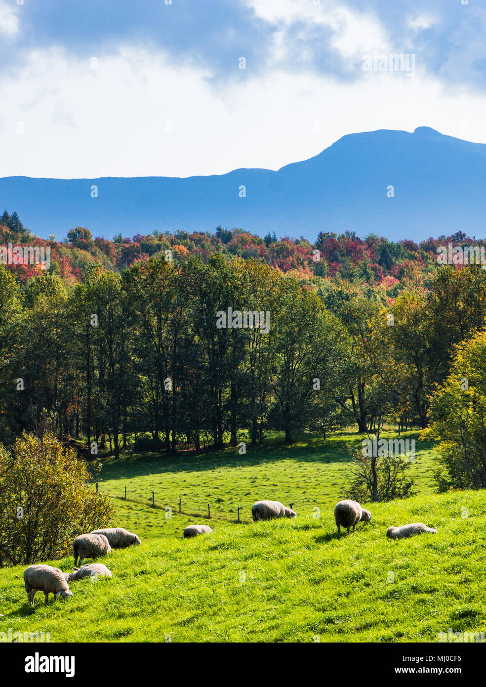 Pastorale Szene: Landschaft der Schafe auf Wiese mit Falllaub und Berge in Vermont. Stockfoto