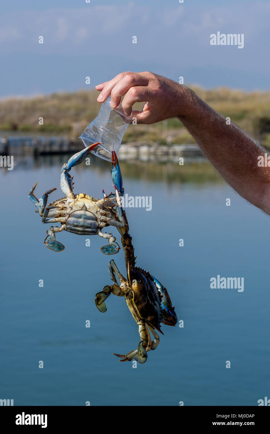 Zwei der größten Gefahren für die Natur. Atlantic blaue Krabben alien zu einem griechischen Lagune, hängen von einem weggeworfenen Schale aus Kunststoff. Stockfoto