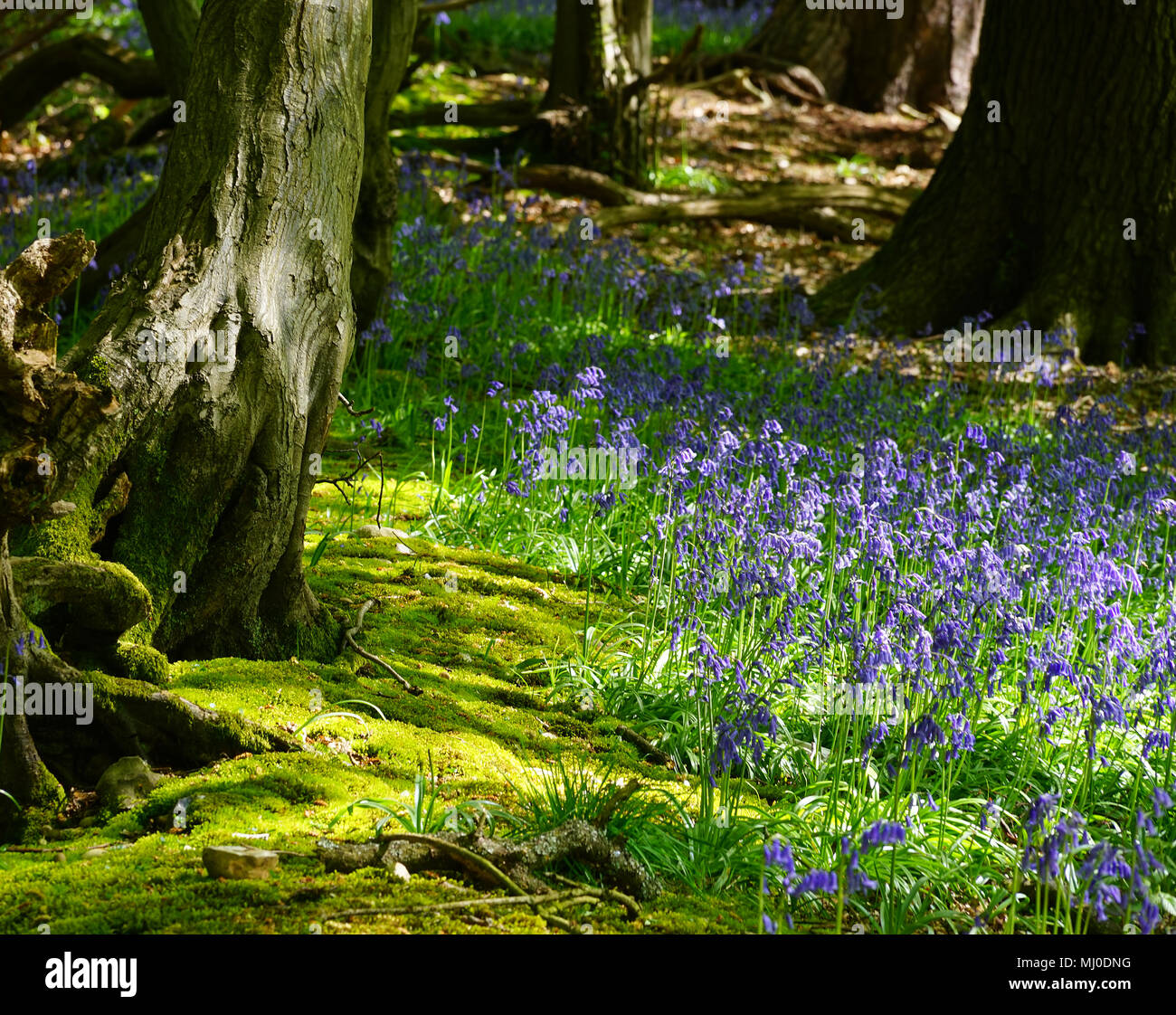 Moos & Glockenblumen - Wintergreen Holz, Knebworth Stockfoto