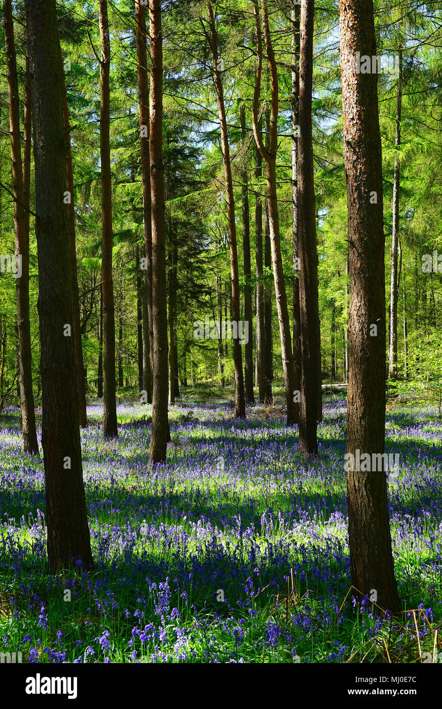 Pines & bluebells an Graffridge Holz, Knebworth Stockfoto
