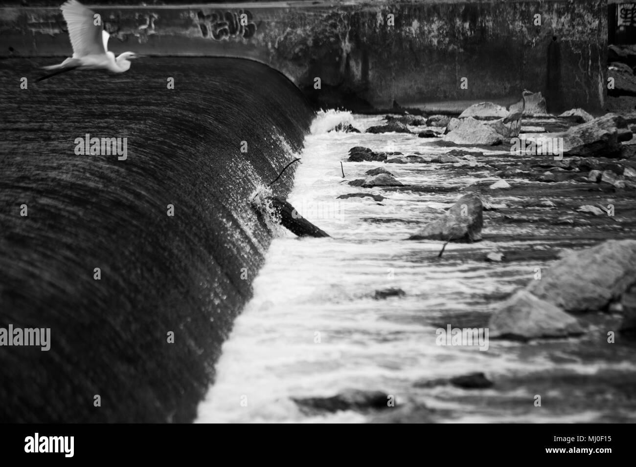 Silberreiher am Dam Stockfoto