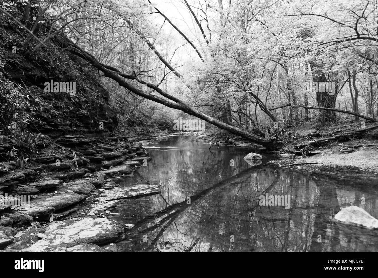 Große gefallenen Baum über Creek Stockfoto