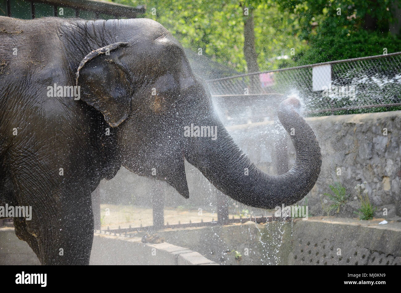 Elefanten im Zoo unter der Dusche Stockfoto