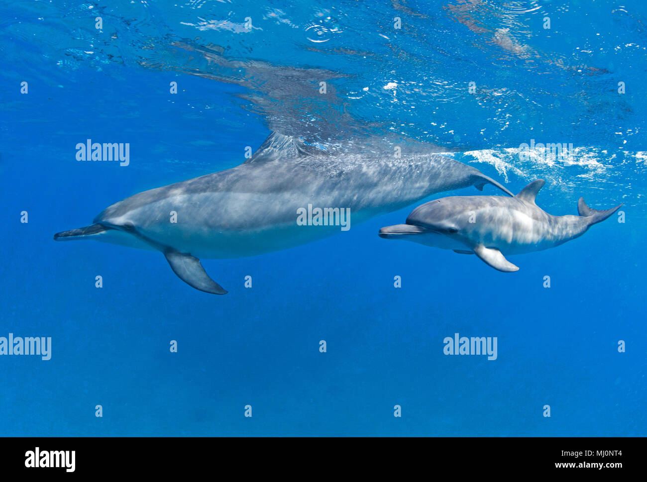 Mutter und Kalb Spinner Delfine vor der Küste von Maui, Hawaii. Stockfoto