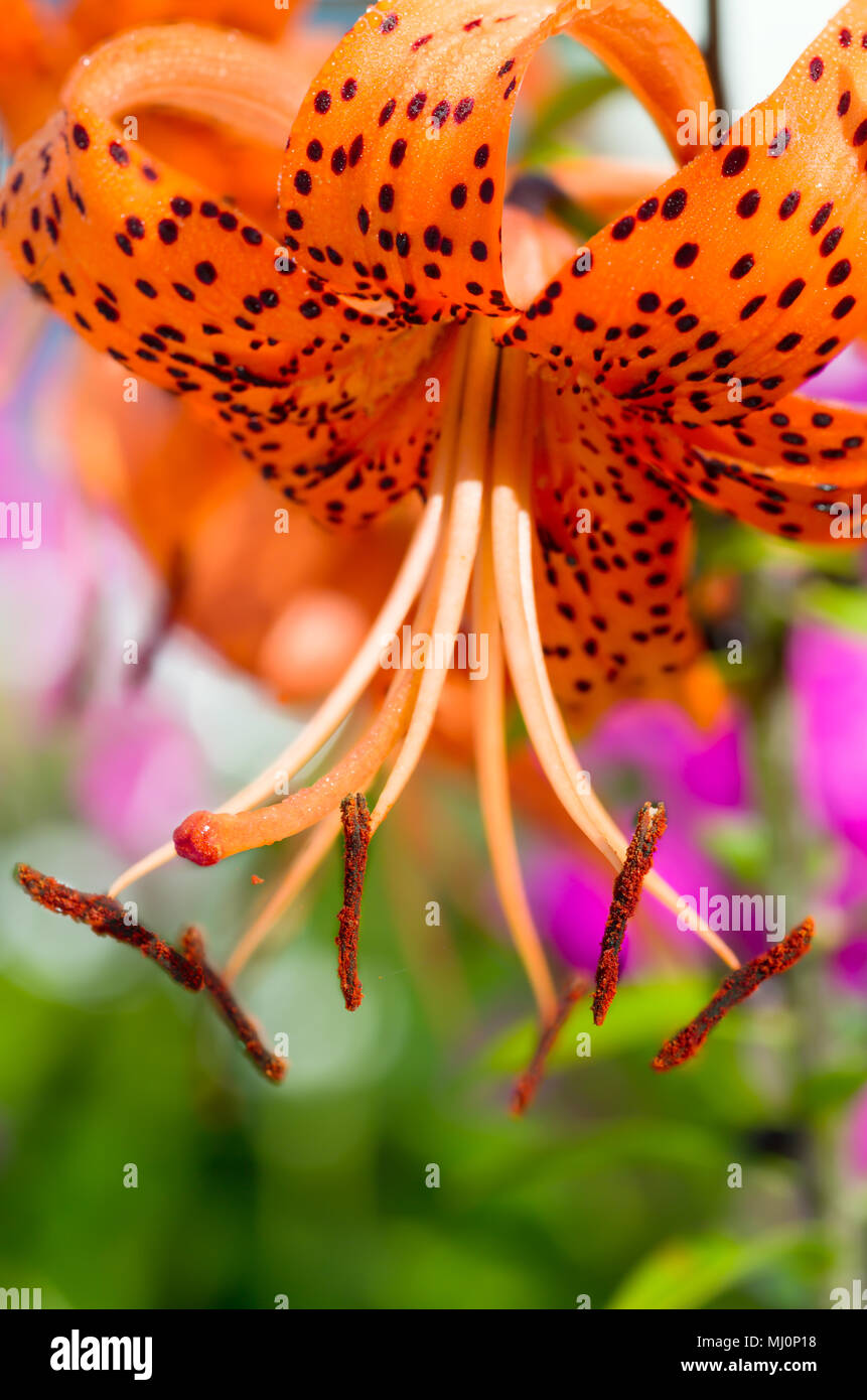 Tiger Lily hautnah. Mit einer Spezialität objektiv eine Weiche, cremige Hintergrund und eine geringe Tiefenschärfe zu erhalten fotografiert. Stockfoto