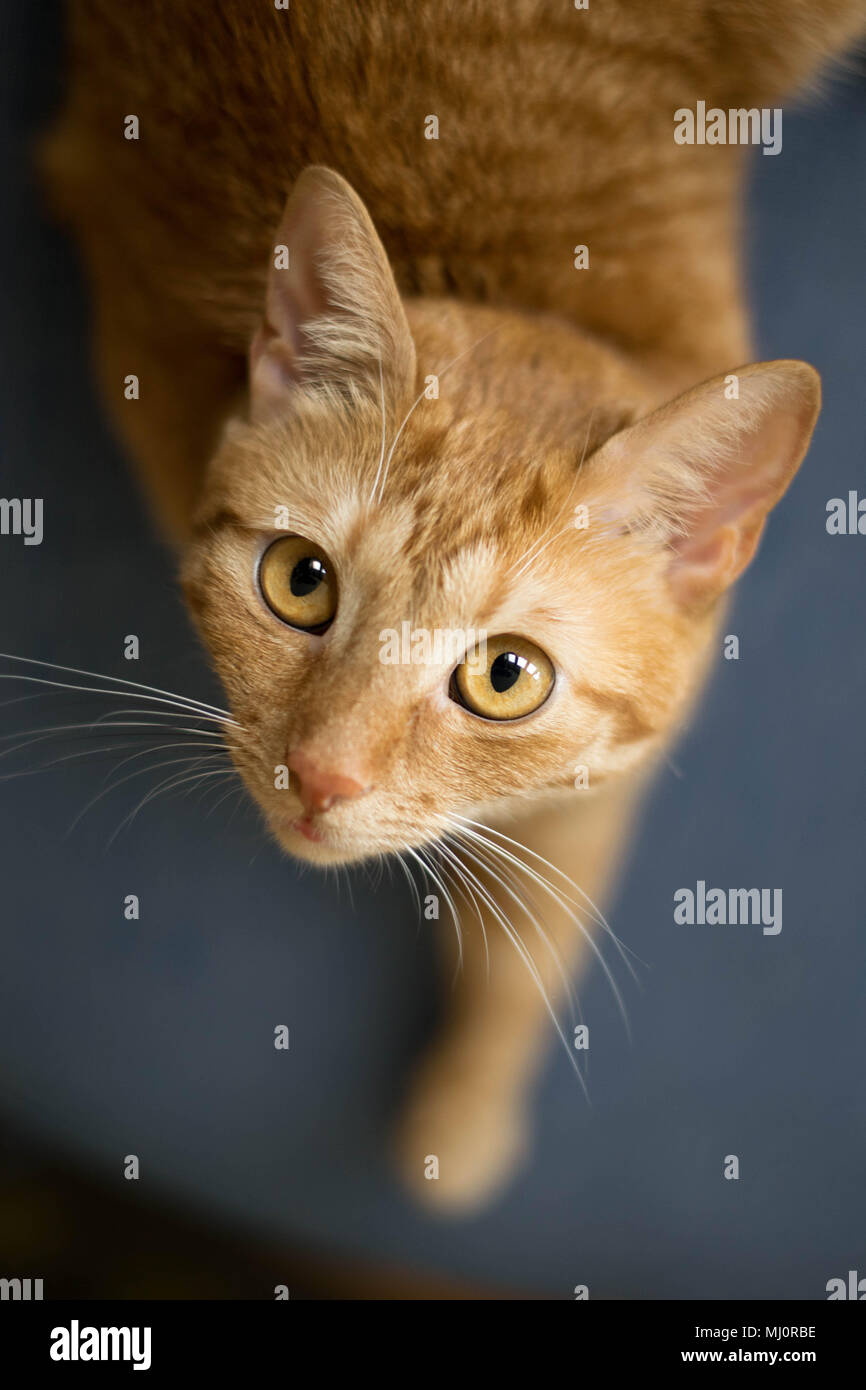 Nett freundlich Golden cat Nach oben Stockfoto