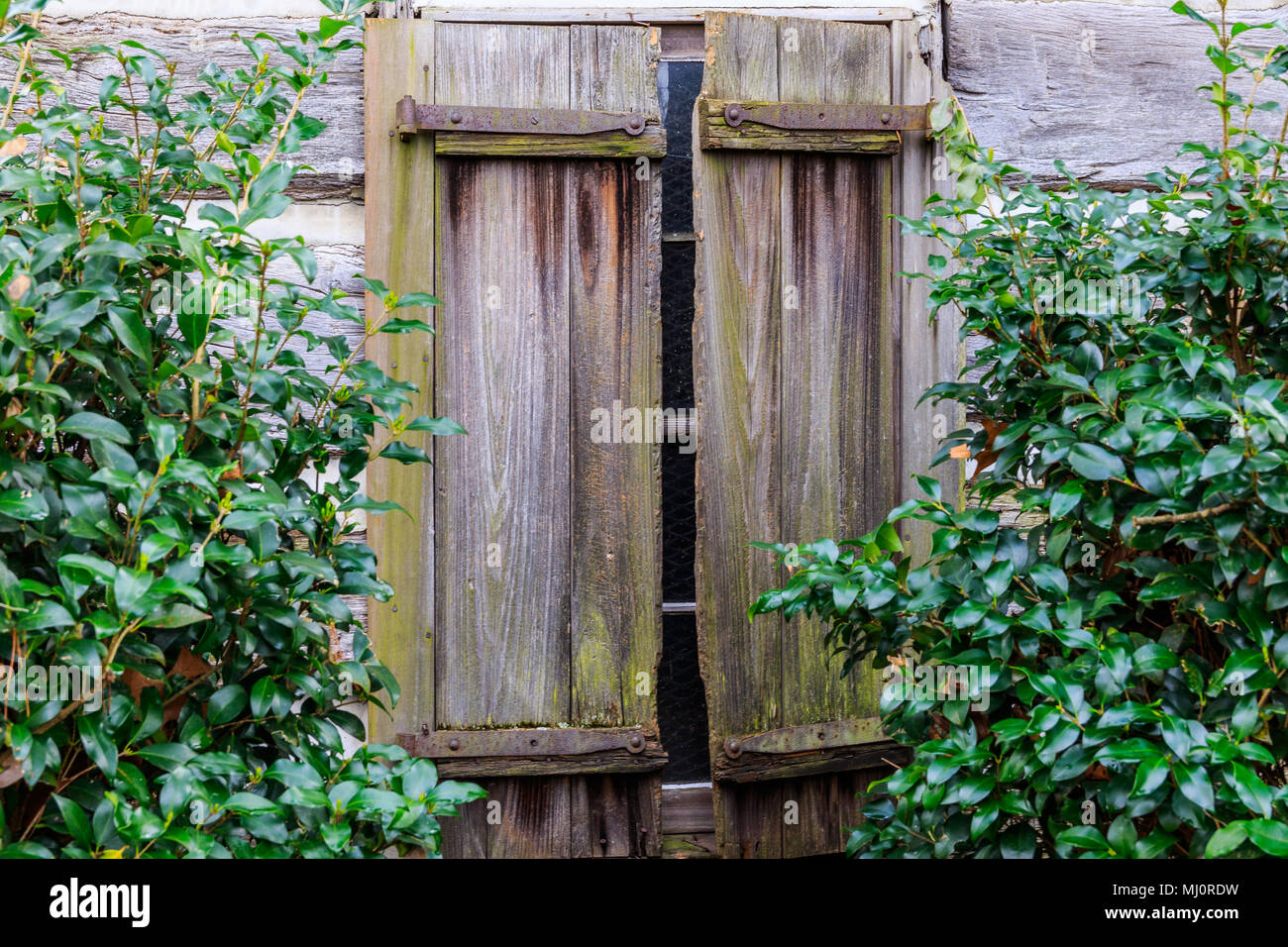 Ein paar alte, vollpappe Fensterläden, verwitterte und verdirbt, von Grün auf beiden Seiten umrahmt. Stockfoto