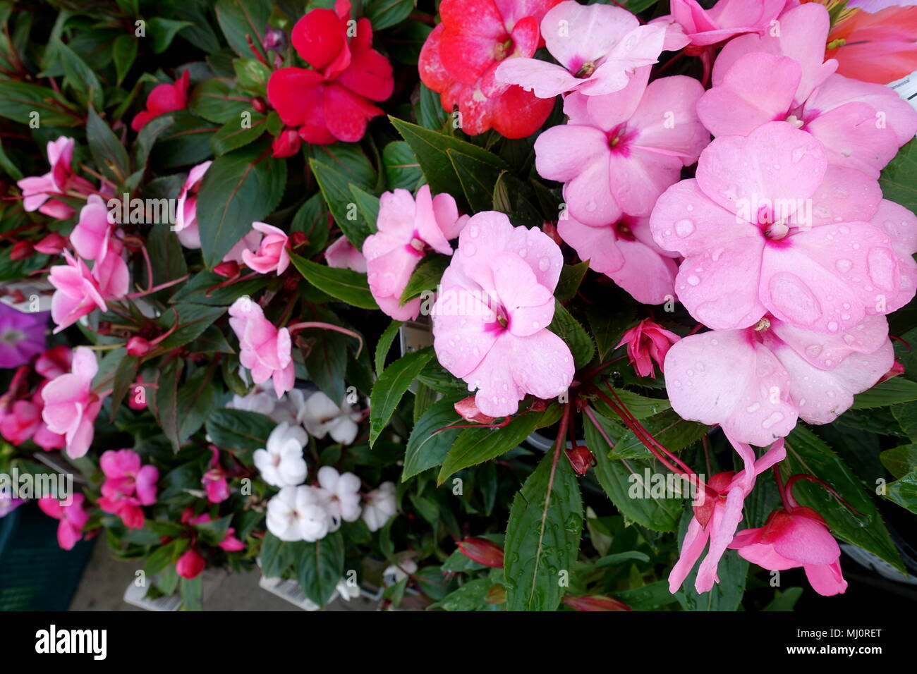 Impacio oder als Impatiens hawkeri bekannt Stockfoto