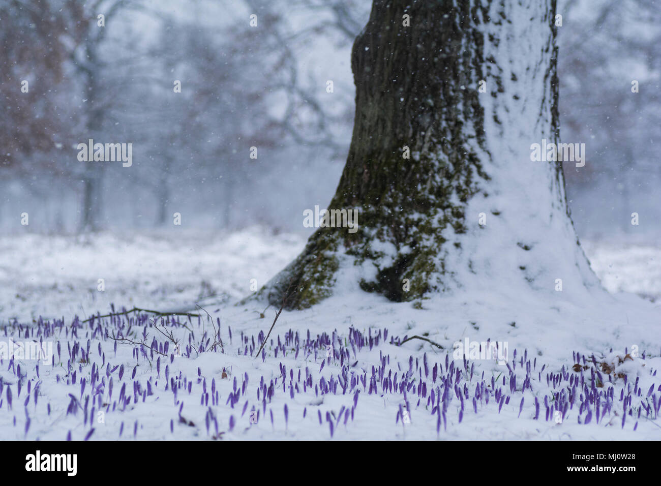 Späten Schnee über eine wilde Krokusse Feld in den Wald. Stockfoto