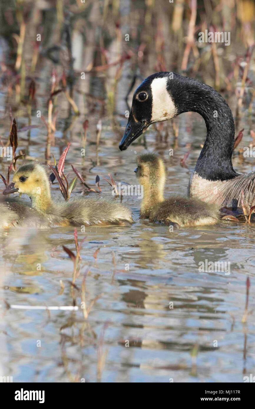 Kanada Gänse beobachten Über die Junge bei Magee Marsh Stockfoto