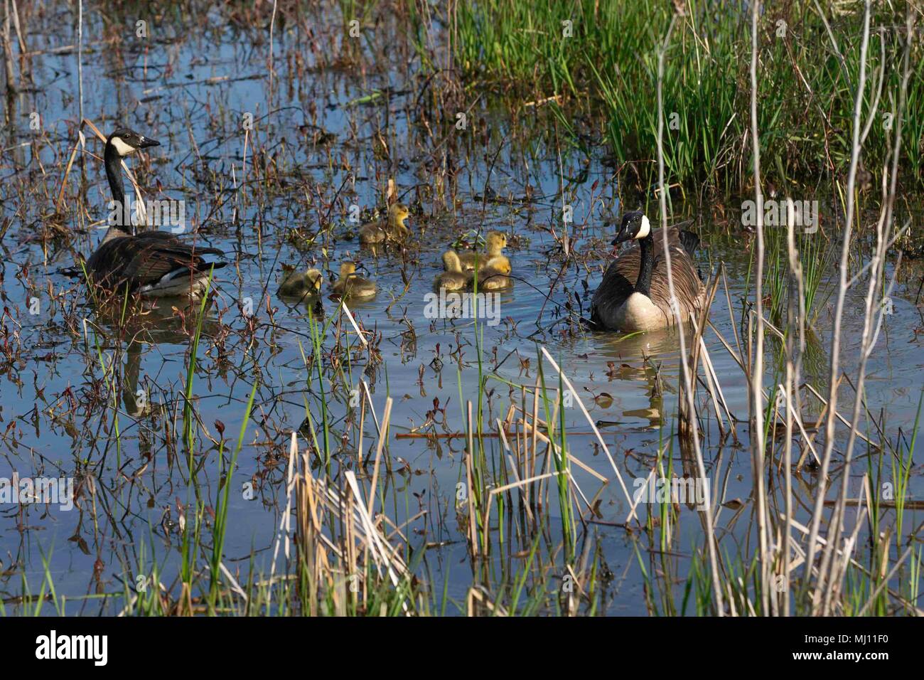 Kanada Gänse beobachten Über die Junge bei Magee Marsh Stockfoto