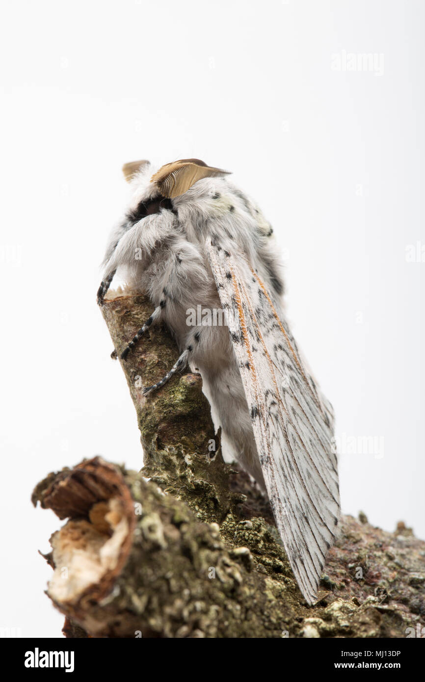 Ein männlicher Cerura vinula Puss Moth als Mann durch seine großen Antennen, der gerade aus seinem Kokon am 3. Mai 2018 Nach der Überwinterung in Gap entstanden ist identifiziert Stockfoto