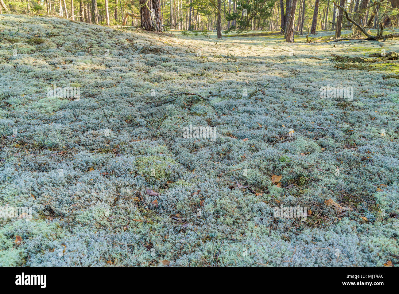 Boda Küste Östliche Naturschutzgebiet auf Oland, Schweden. Große Bereiche der Cladonia Flechten in Küsten Pinienwald mit Sandboden und Dünen. Stockfoto