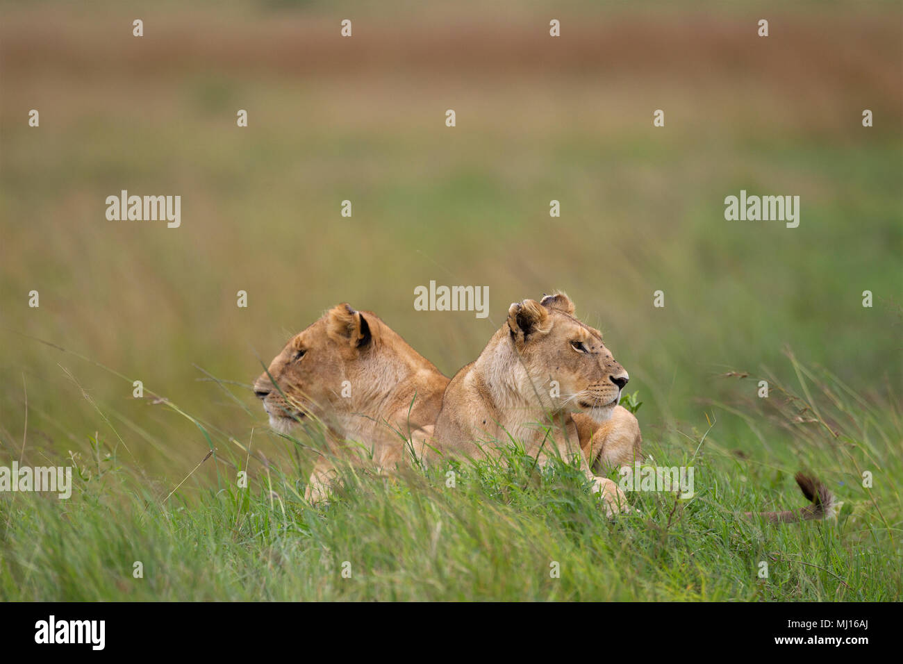 Ein paar der Löwinnen auf der Suche nach Beute Stockfoto