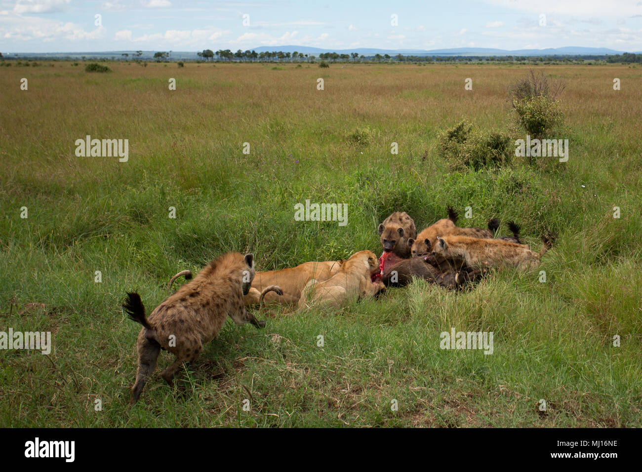 Hyänen Versuch ein warzenschwein, um ein paar Löwen stehlen Stockfoto