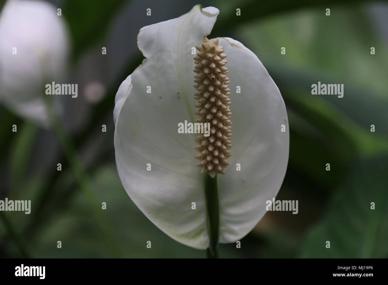 Schöne Wildblumen Stockfoto