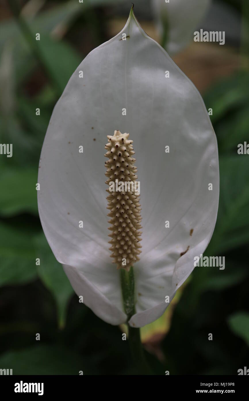 Schöne Wildblumen Stockfoto