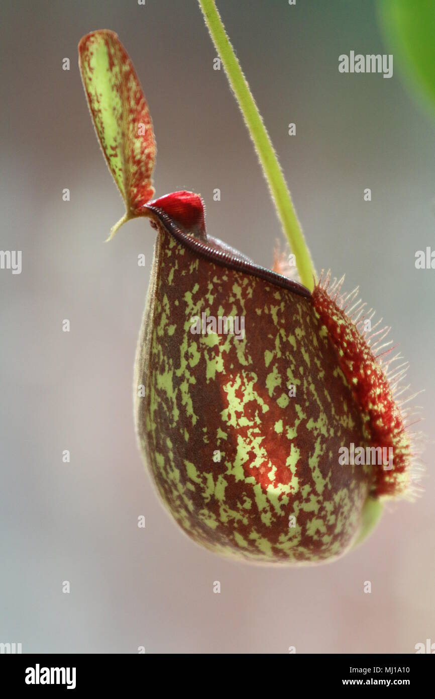 Nepenthes - Tropische Schlauchpflanzen Stockfoto