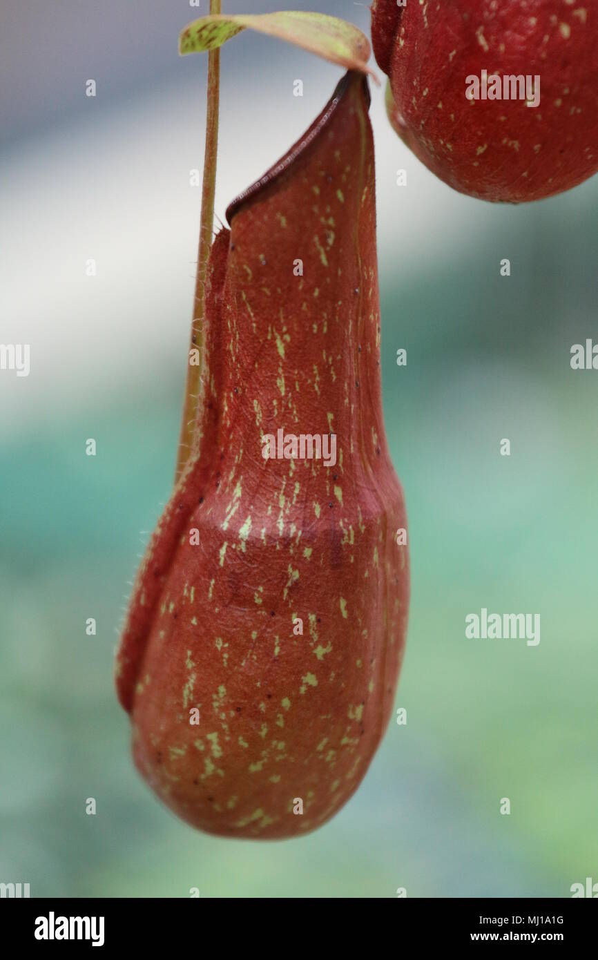 Nepenthes - Tropische Schlauchpflanzen Stockfoto