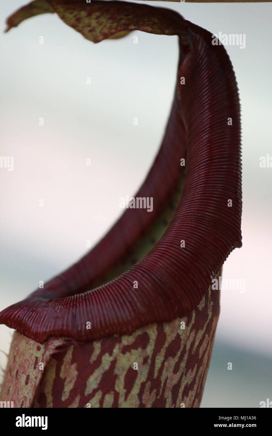 Nepenthes - Tropische Schlauchpflanzen Stockfoto