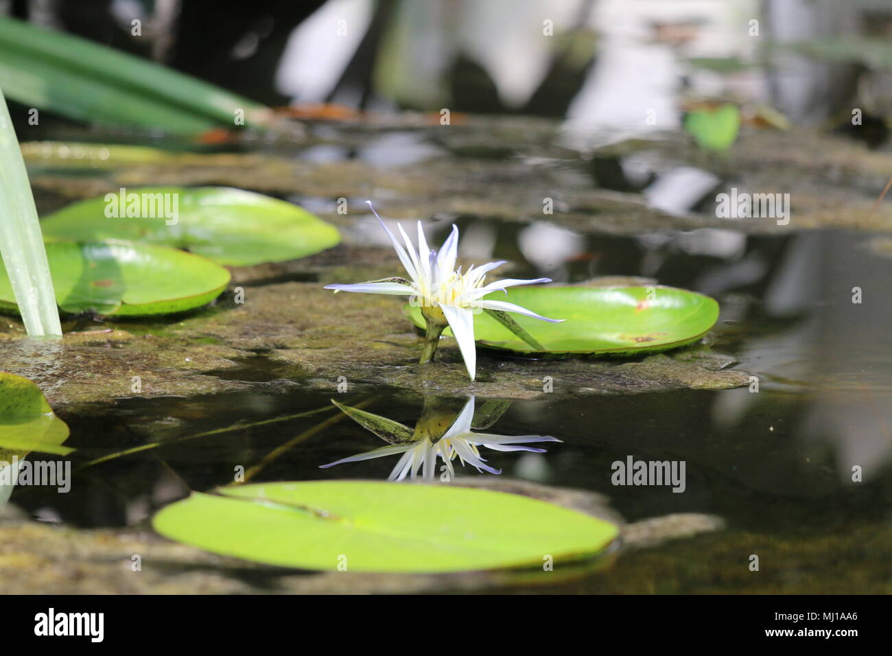 Close up Lotusblume - Nymphaea - König des Blues Stockfoto