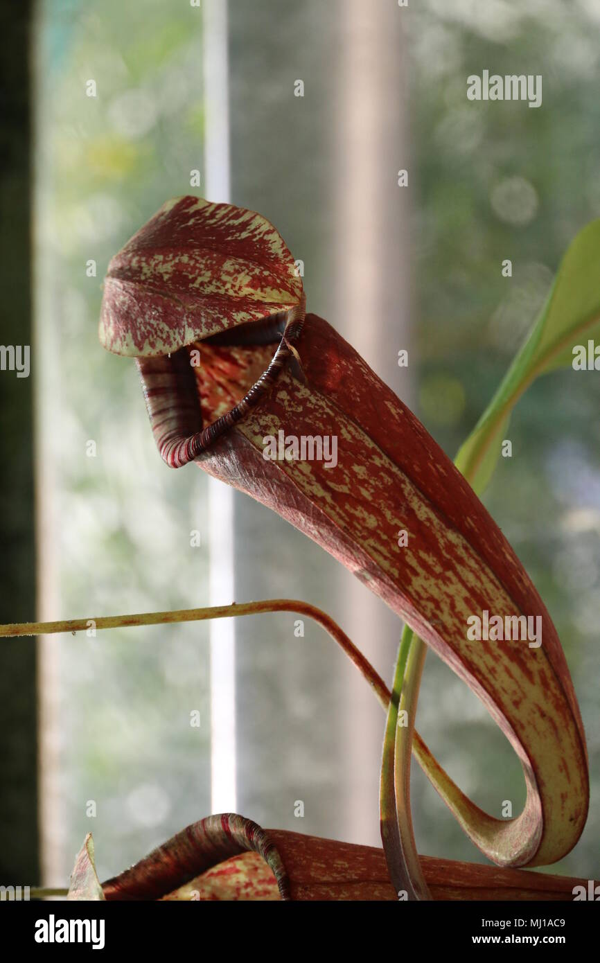 Nepenthes - Tropische Schlauchpflanzen Stockfoto