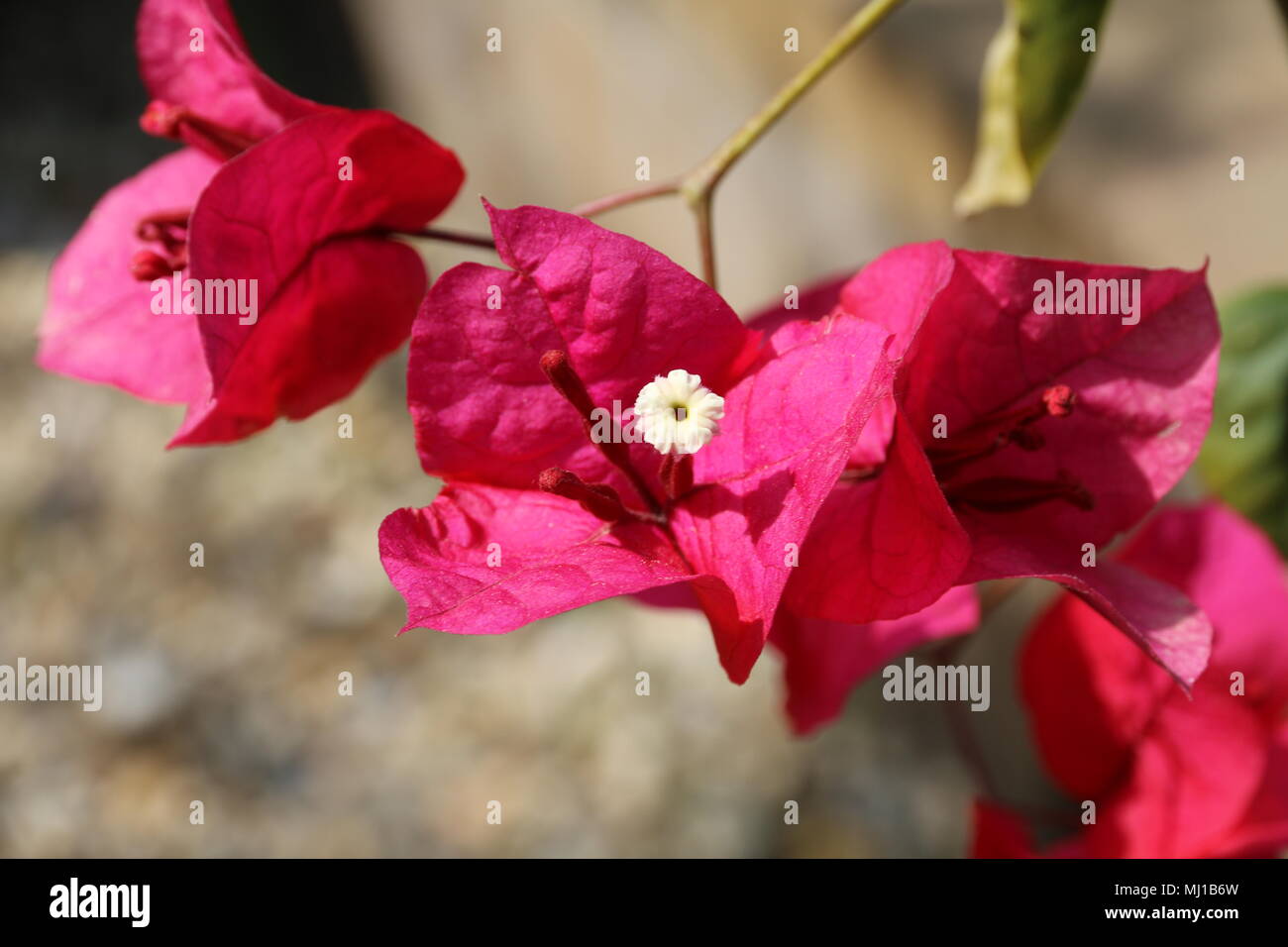 Wunderschöne Tropische rote Blumen Stockfoto