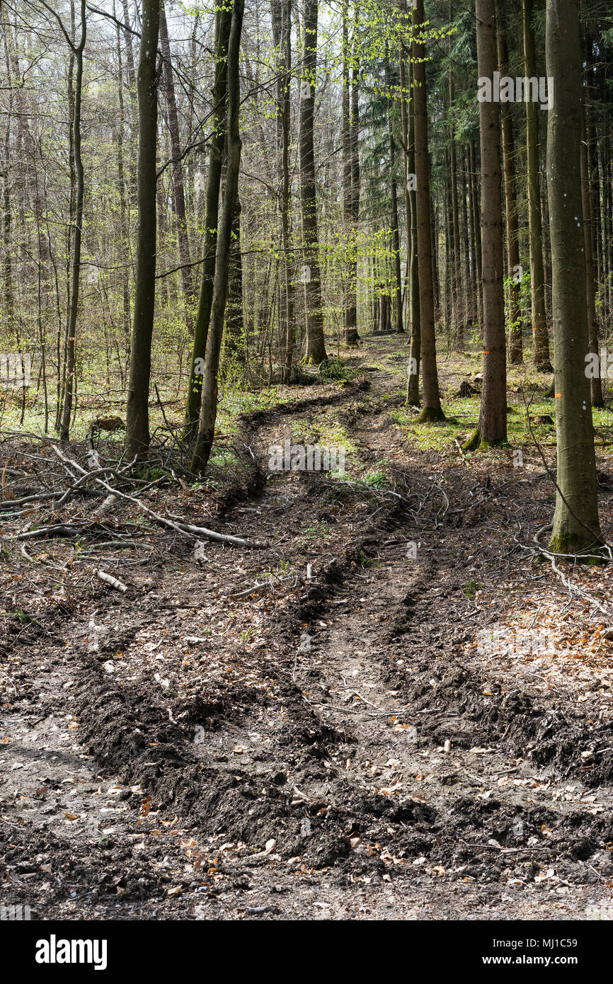 Waldboden Zerstörung durch Big Timber Erntemaschinen Stockfoto