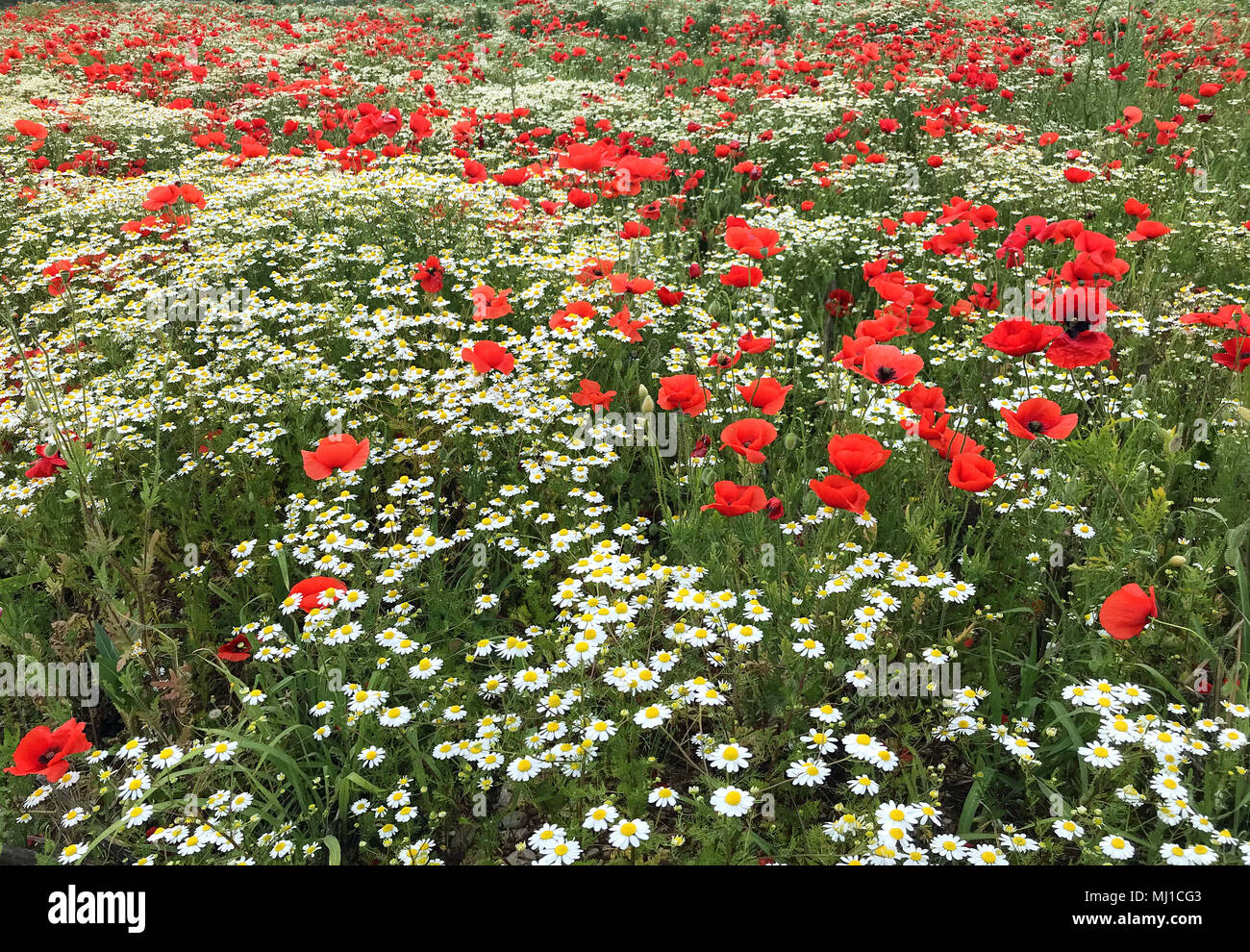 Poppy e daisy-Feld Stockfoto