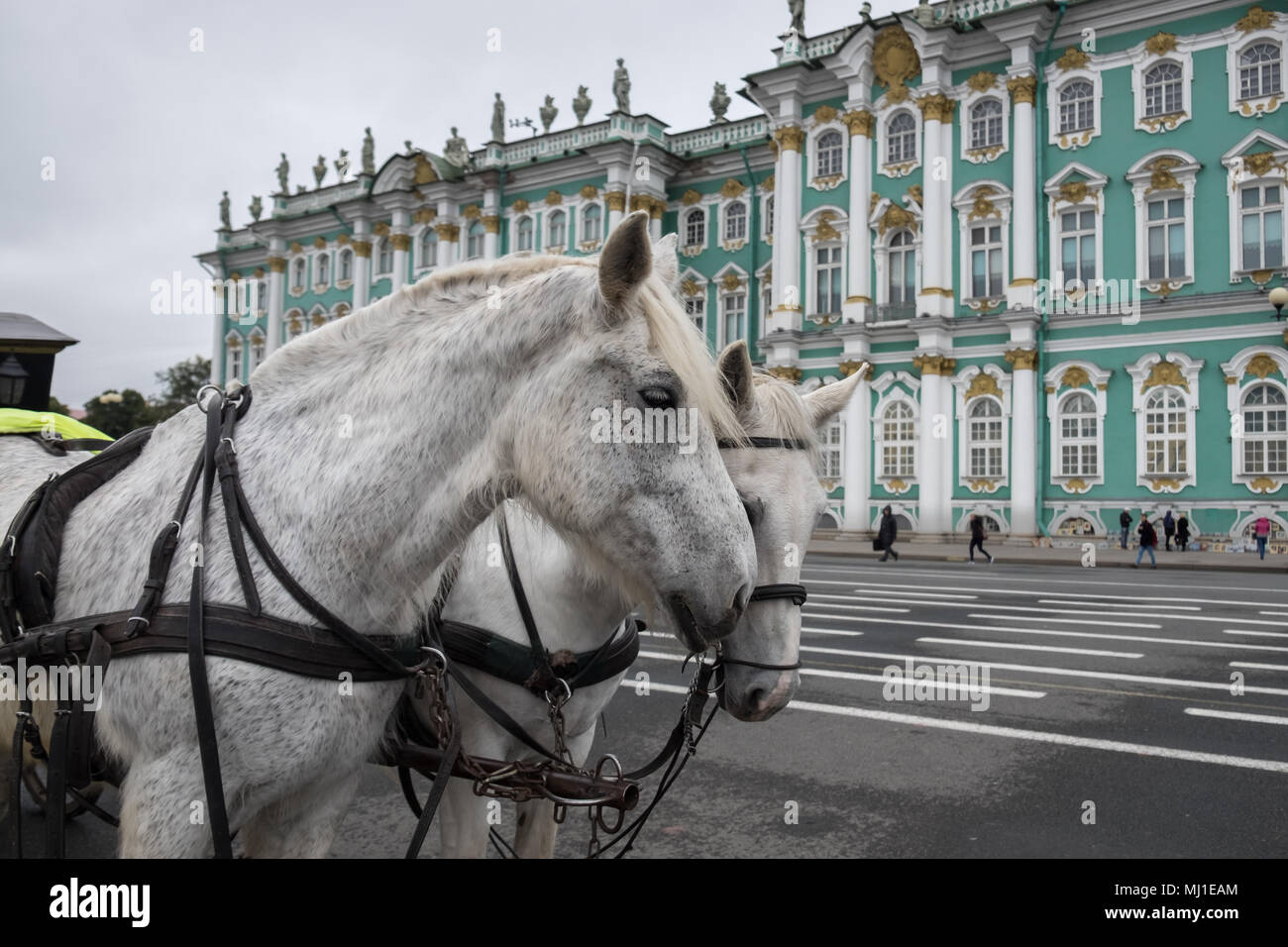 Zwei weissen Pferden im Kabelbaum stehen auf dem Platz vor dem Winterpalais (Einsiedelei). Sankt Petersburg, Russland. Bewölkt Herbst Tag. Stockfoto