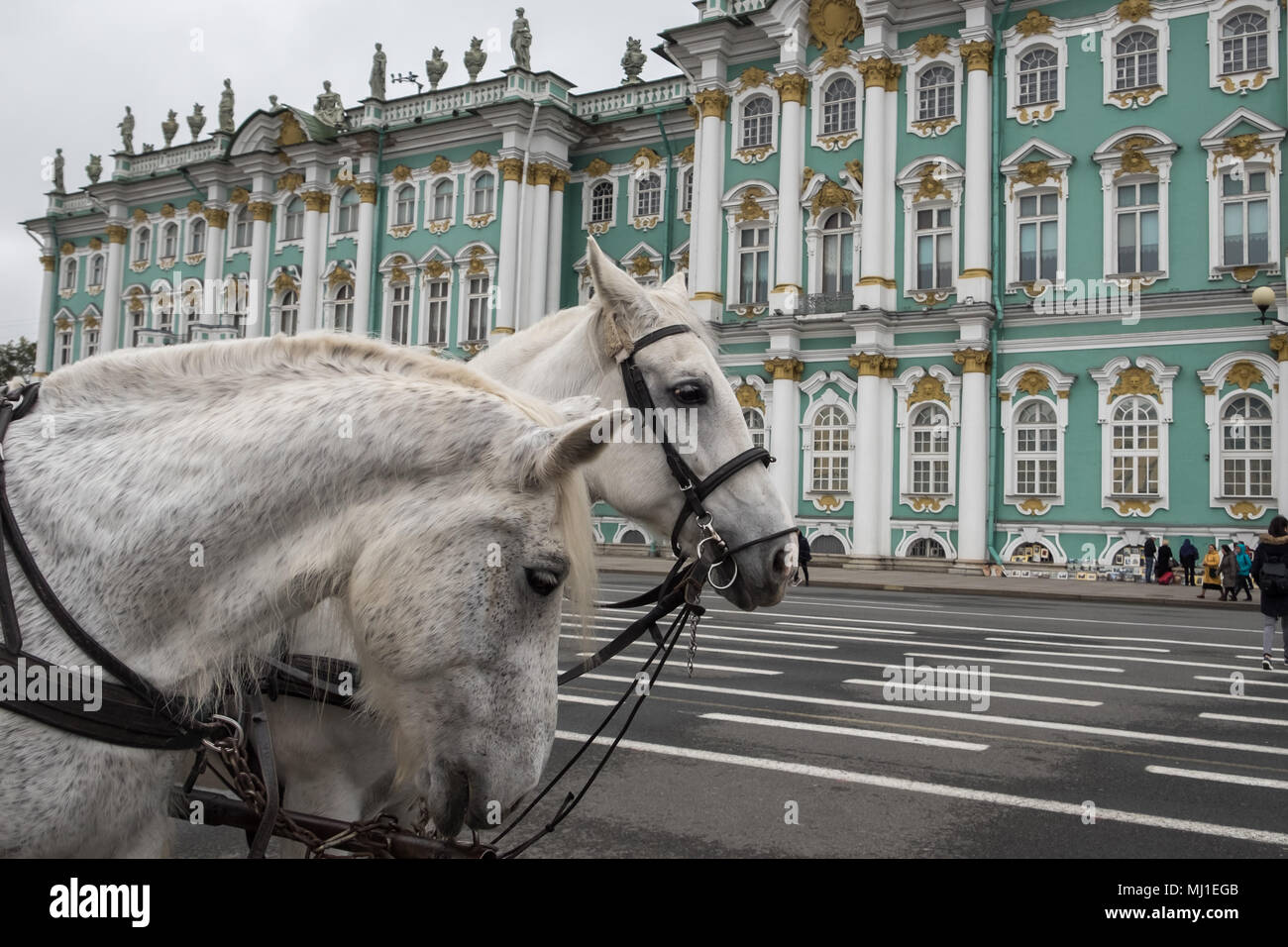 Zwei weissen Pferden im Kabelbaum stehen auf dem Platz vor dem Winterpalais (Einsiedelei). Sankt Petersburg, Russland. Bewölkt Herbst Tag. Stockfoto