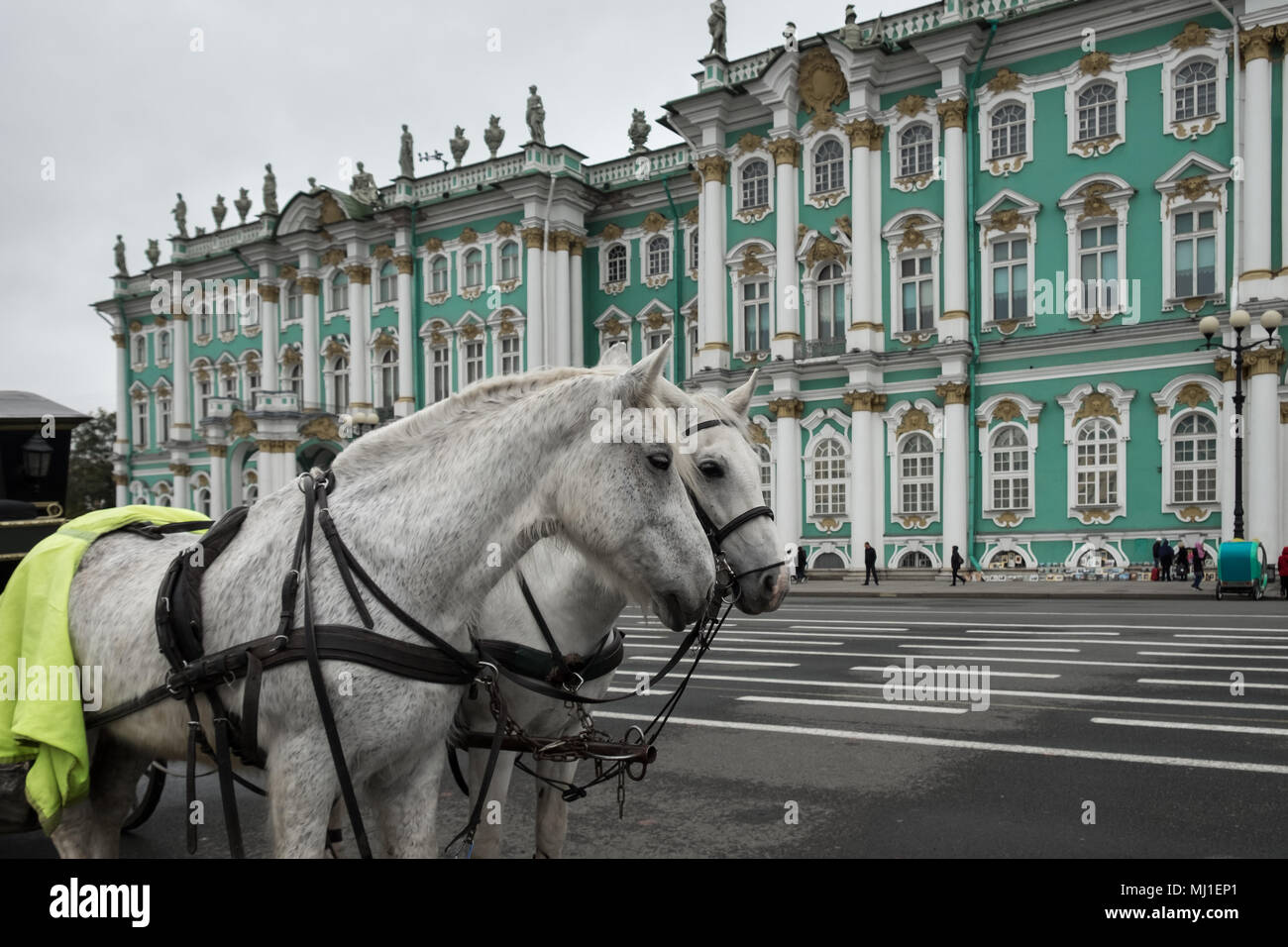 Zwei weissen Pferden im Kabelbaum stehen auf dem Platz vor dem Winterpalais (Einsiedelei). Sankt Petersburg, Russland. Bewölkt Herbst Tag. Stockfoto