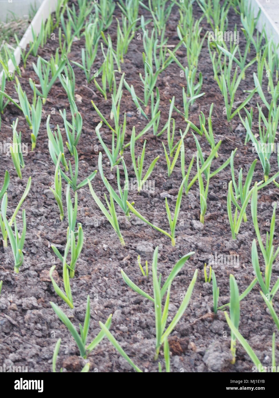 Junge Grune Knoblauch Sprossen Wachsen Im Garten Im Garten
