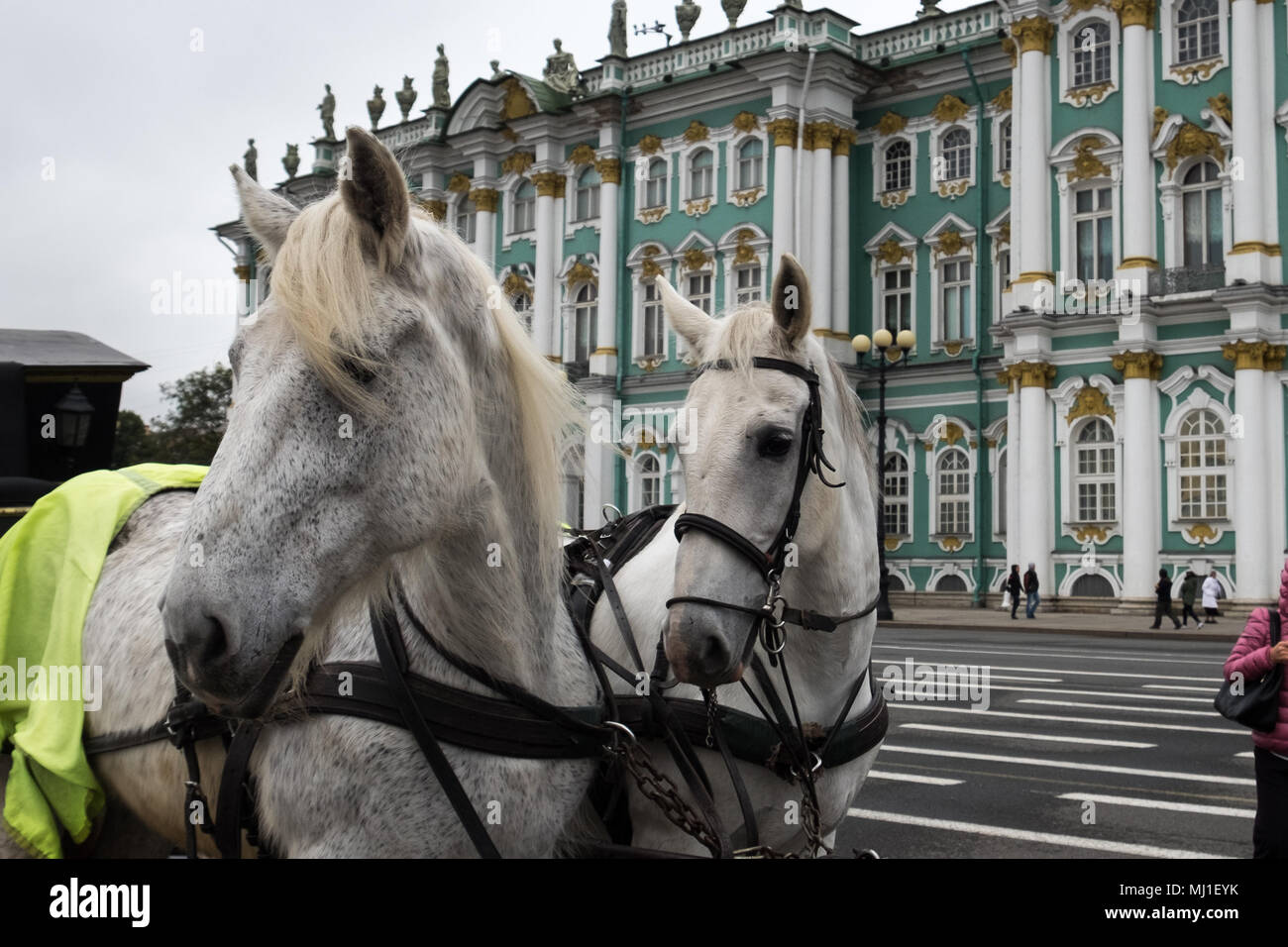 Zwei weissen Pferden im Kabelbaum stehen auf dem Platz vor dem Winterpalais (Einsiedelei). Sankt Petersburg, Russland. Bewölkt Herbst Tag. Stockfoto