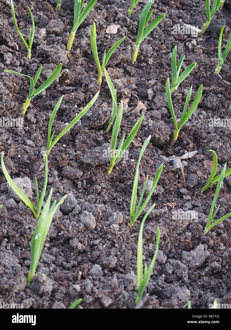 Junge Grune Knoblauch Sprossen Wachsen Im Garten Im Garten