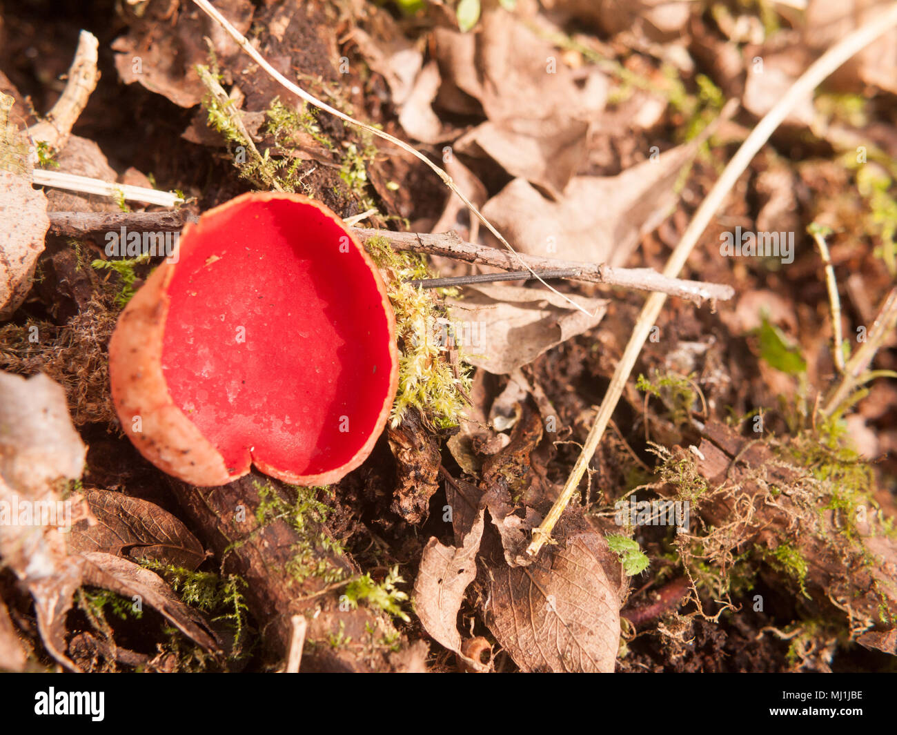 Nahaufnahme der Scarlet elf cup Pilze auf moss Pilze, Essex, England, Großbritannien Stockfoto