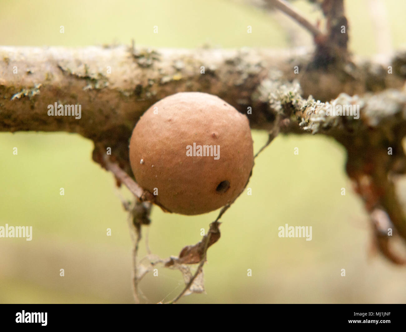 Nahaufnahme der alten Eiche gall Saatgut Mutter auf Ast Makro Detail, Essex, England, Großbritannien Stockfoto