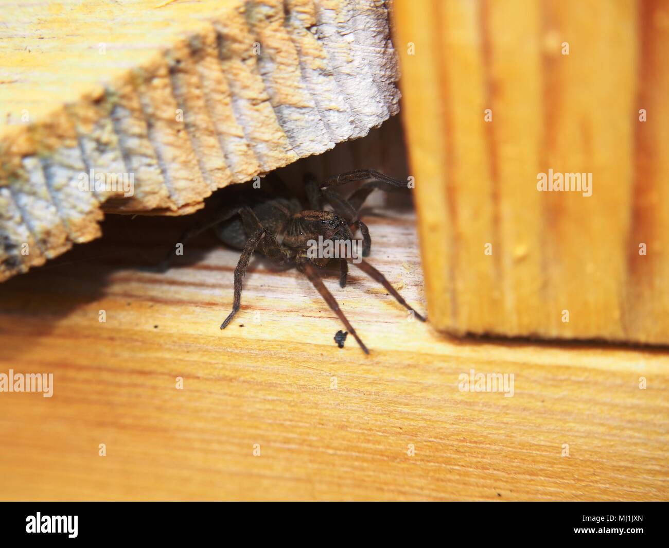 Schwarze Spinne sitzt auf einem Holz- Oberfläche. Arthropoden. Makro Modus. Stockfoto
