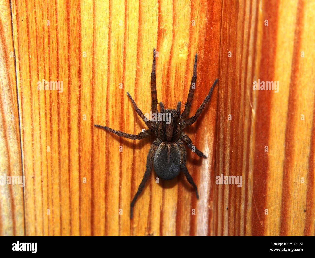 Schwarze Spinne sitzt auf einem Holz- Oberfläche. Arthropoden. Makro Modus. Stockfoto