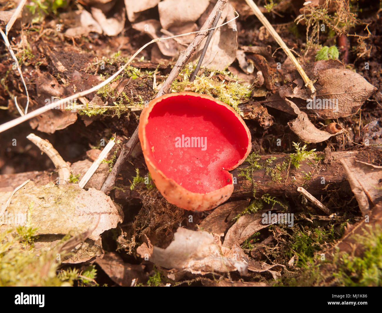 Nahaufnahme der Scarlet elf cup Pilze auf moss Pilze, Essex, England, Großbritannien Stockfoto