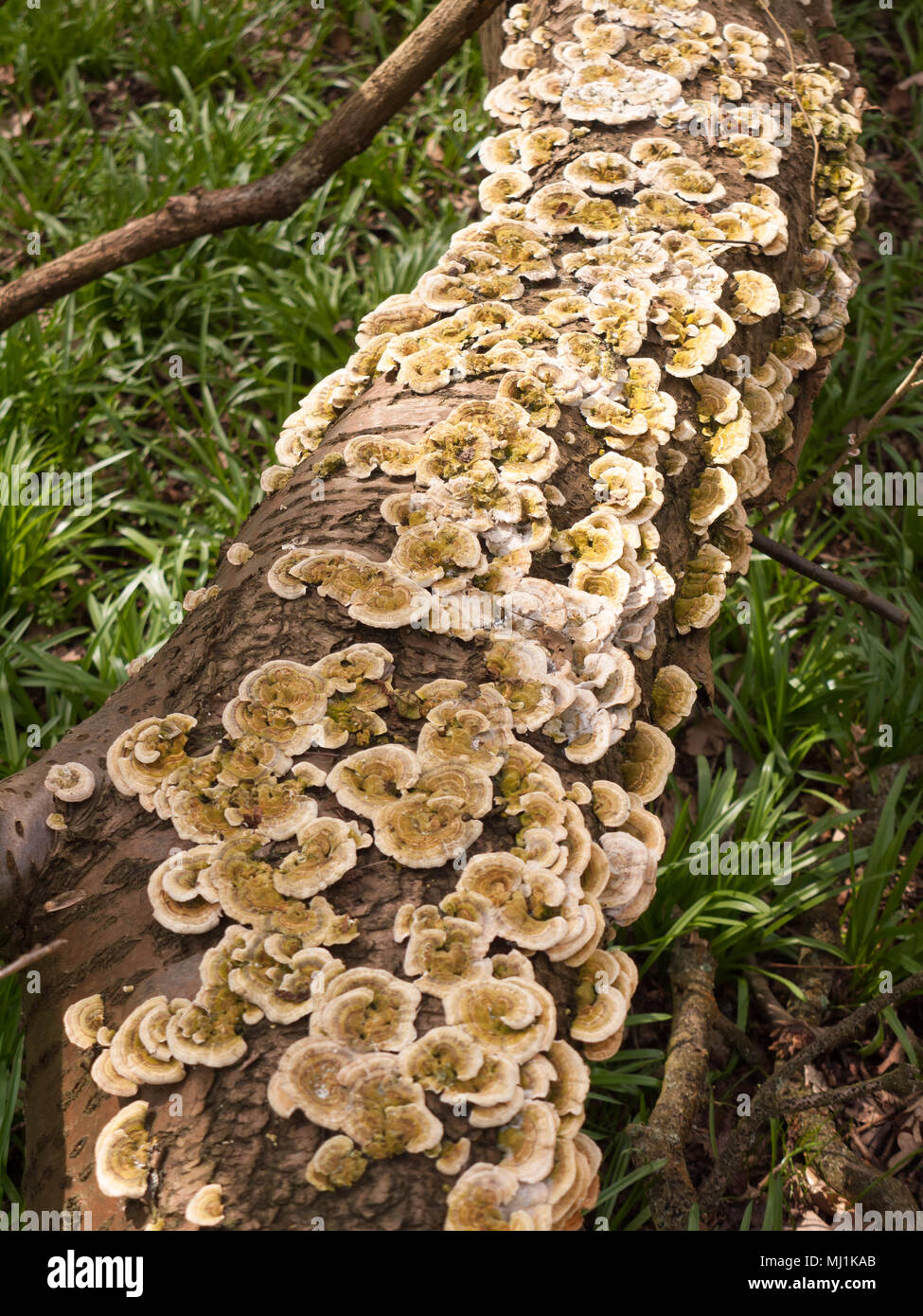 Viele kleine Halterung Pilze alle zusammen gefallenen Baumstamm auf den Boden, Essex, England, Großbritannien Stockfoto