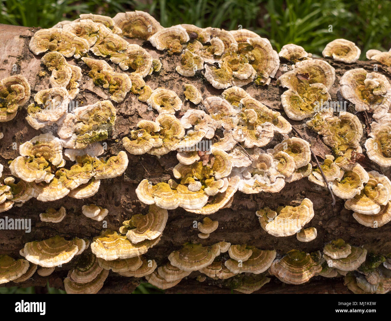 Viele kleine Halterung Pilze alle zusammen gefallenen Baumstamm auf dem Boden in der Nähe, Essex, England, Großbritannien Stockfoto