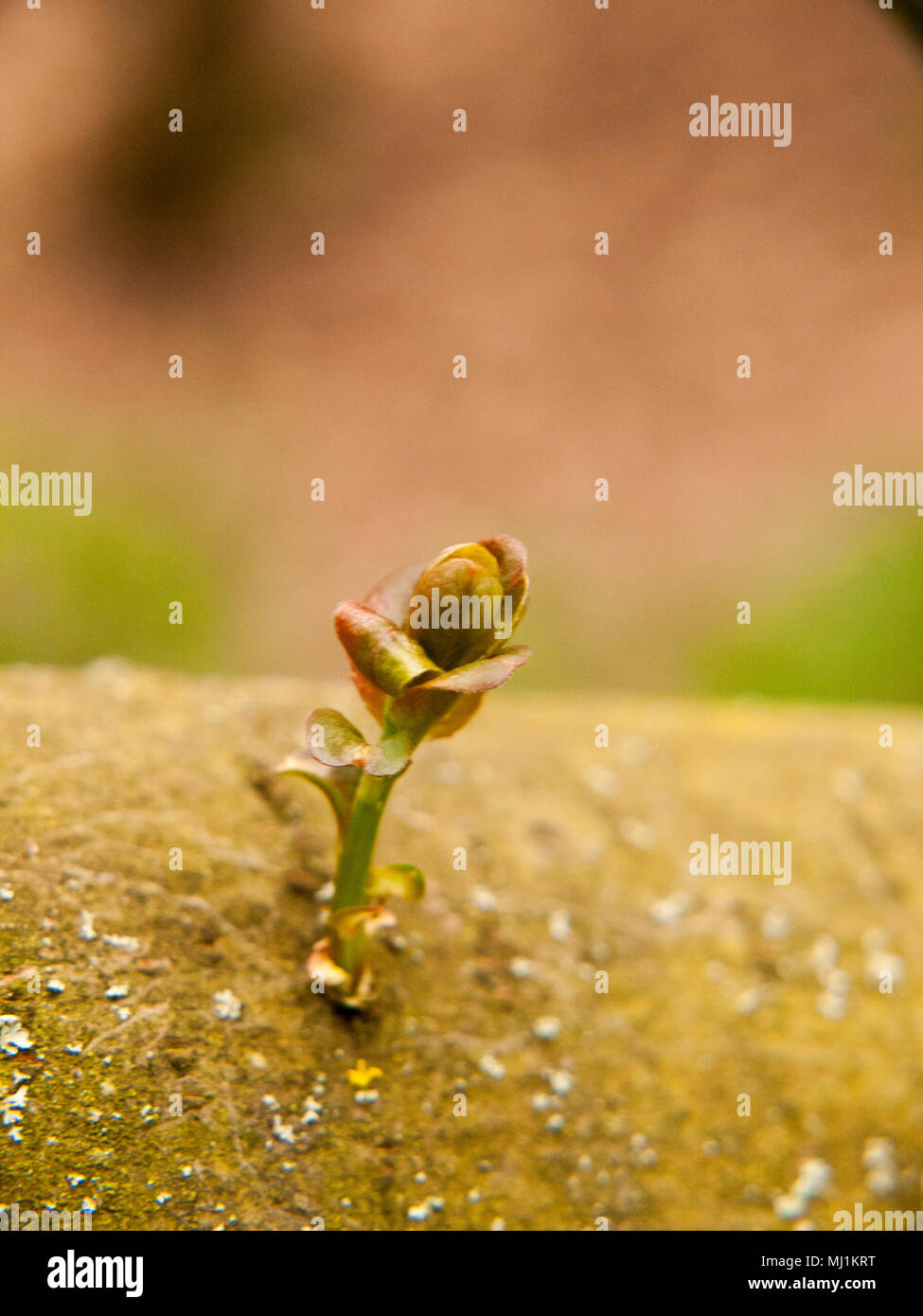 Erste wachsende Schießen auf baumrinde Zweig Makro Nahaufnahme Frühling detail, Essex, England, Großbritannien Stockfoto