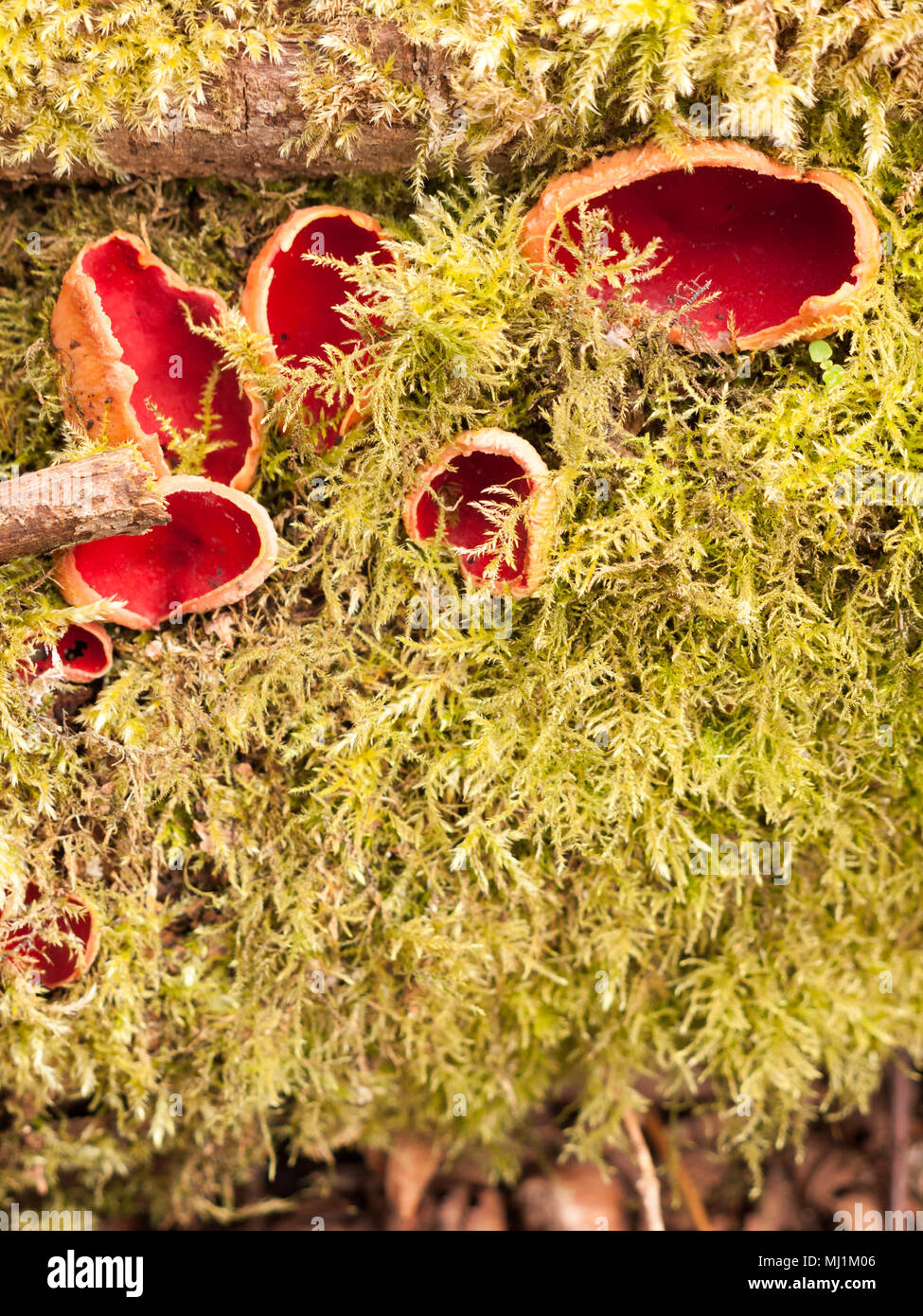Nahaufnahme der Scarlet elf cup Pilze auf moss Pilze, Essex, England, Großbritannien Stockfoto
