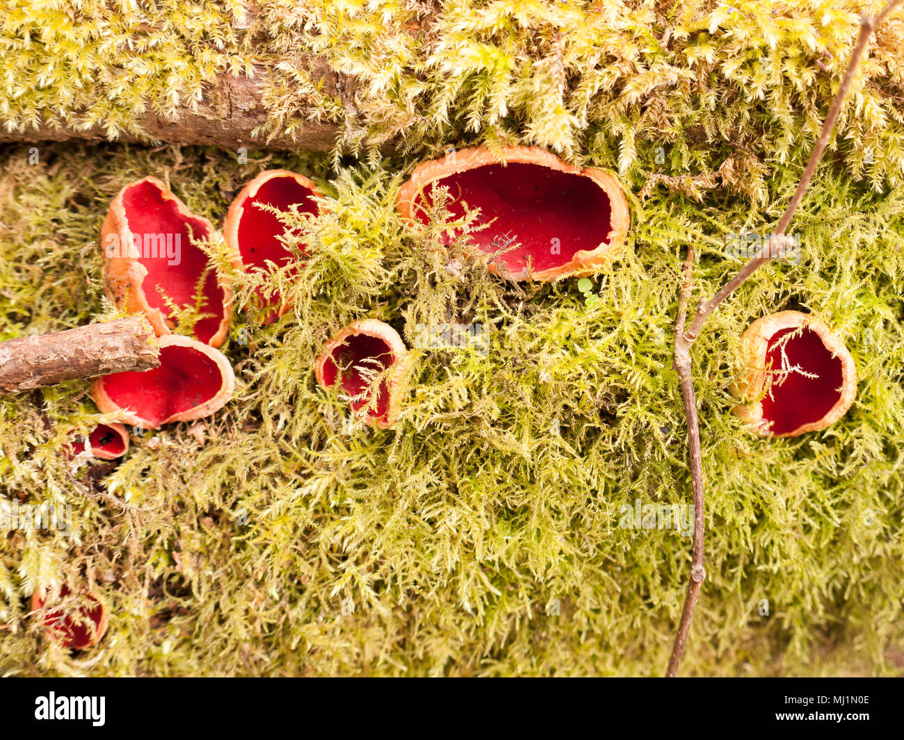 Nahaufnahme der Scarlet elf cup Pilze auf moss Pilze, Essex, England, Großbritannien Stockfoto
