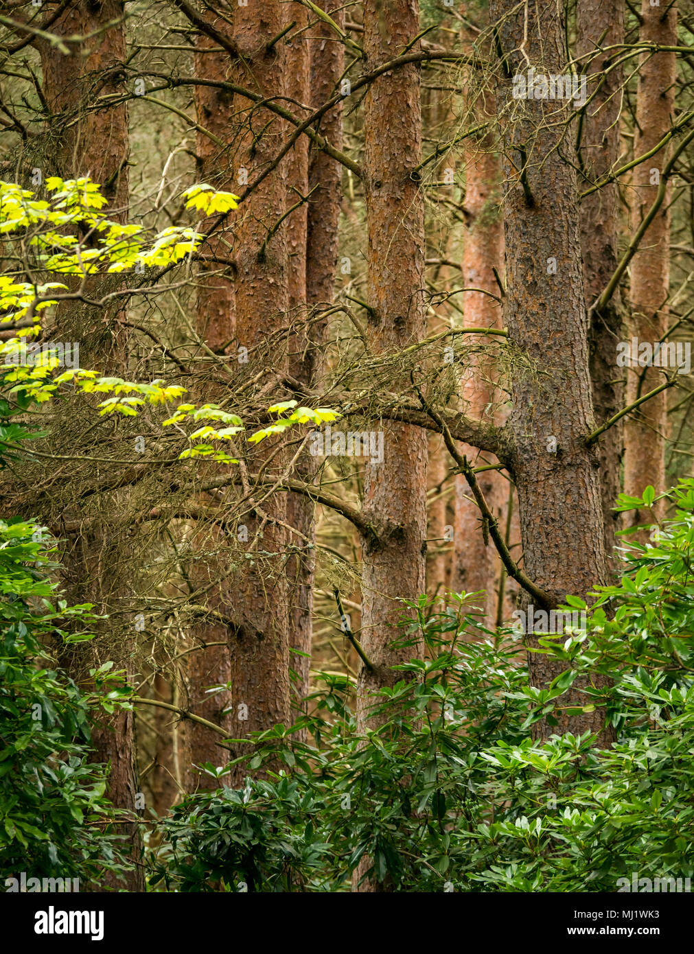 Dunkler Kiefernwald, Pinus sylvestris. In dichtem Wald, Tyninghame Estate, East Lothian, Schottland, UK Stockfoto